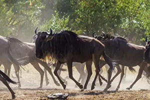 Taurinus: 80185854 Wildebeest - migration Masai Mara National