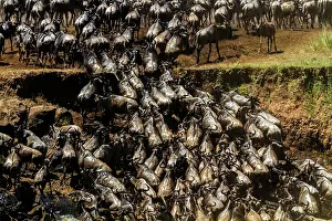 Taurinus: 80185855 Wildebeest - crossing Mara River Masai