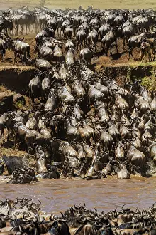 Wildebeest: 80185856 Wildebeest - crossing Mara River Masai