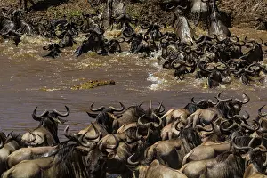 Nile: 80185857 Wildebeest - crossing Mara River with Nile