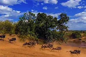 Taurinus: 80185858 Wildebeest - migration Masai Mara National