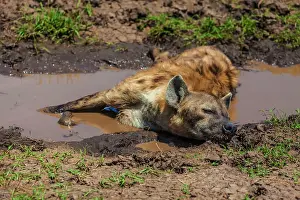 Hyenas: 80185860 Spotted Hyenas - resting in puddle Masai