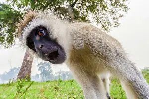 Vervet: 80185861 Vervet Monkey Masai Mara National Reserve