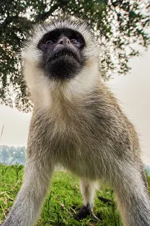 Vervet: 80185862 Vervet Monkey Masai Mara National Reserve