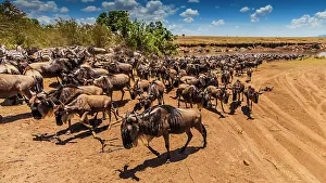 Wildebeest: 80185864 Wildebeest - with Zebras (Equus quagga)