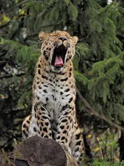 Leipzig: 80185884 Leopard - yawning Leipzig Zoo, Germany