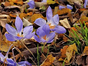 Naked: 80185898 Autumn Crocus Germany Colchicum autumnale