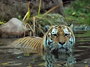Amur: 80185905 Amur Tiger - in water Leipzig Zoo, Germany