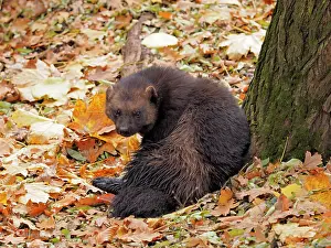 Wolverine: 80185907 Wolverine - amongst Autumn leaves Chomutow