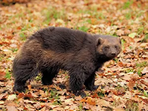 Wolverine: 80185908 Wolverine - amongst Autumn leaves Chomutow