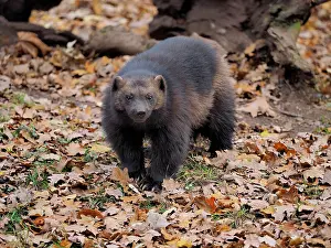 Wolverine: 80185909 Wolverine - amongst Autumn leaves Chomutow
