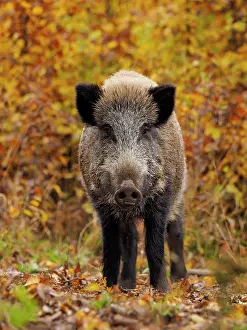80185914 Wild Boar - autumn forest Germany Sus scrofa