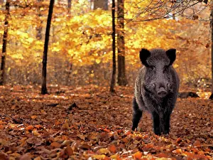 Boar: 80185915 Wild Boar - autumn forest Germany Sus scrofa