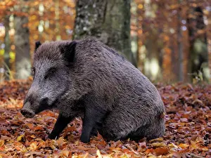 Boar: 80185916 Wild Boar - autumn forest Germany Sus scrofa