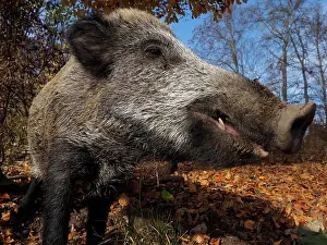 Boar: 80185917 Wild Boar - autumn forest Germany Sus scrofa