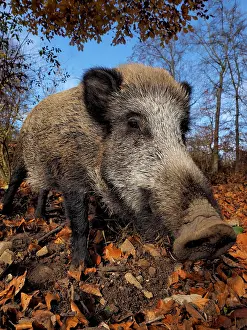 Scrofa: 80185918 Wild Boar - autumn forest Germany Sus scrofa