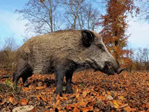Scrofa: 80185919 Wild Boar - autumn forest Germany Sus scrofa