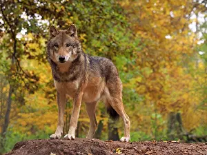 Stefan Meyers: 80185923 European Wolf - Autumn - controlled conditions