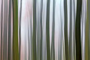 2014: 80185924 Beech Tree Stems - in woodland - in abstract