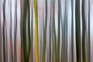 2014: 80185925 Beech Tree Stems - in woodland - in abstract