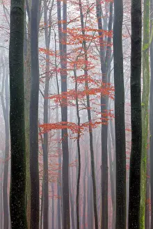 2014: 80185926 Beech Tree Woodland- in autumn mist Lower