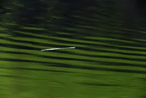 2014: 80185927 Plant Stalk - floating on lake surface