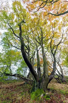 Multi: 80185928 Beech Tree - multi-stemmed - in open woodland