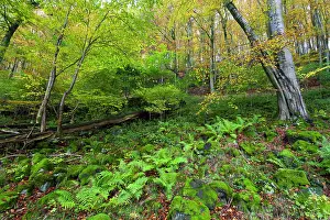 2014: 80185929 Beech woodland - in autumn colour - with