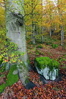 2014: 80185931 Beech woodland - in autumn colour - with