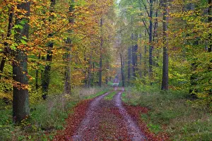 2014: 80185933 Mixed Woodland - in autumn colour - and