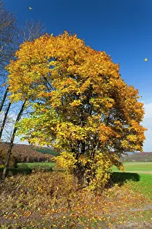 2014: 80185934 Norway Maple - tree in autumn colour Hessen