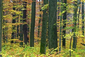 Foreground: 80185935 Beech Woodland - in autumn colour - with