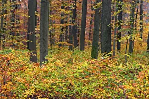 Foreground: 80185936 Beech Woodland - in autumn colour - with