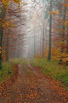 2014: 80185937 Mixed Woodland - in autumn colour - and
