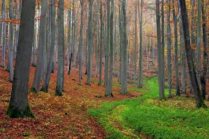 2014: 80185939 Beech Woodland - in autumn colour - with