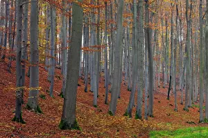 2014: 80185940 Beech Woodland - in autumn colour Hessen