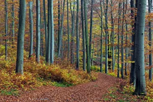 2014: 80185941 Beech Woodland - in autumn colour - with