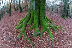 Roots: 80185942 Beech Woodland- moss covered tree stem