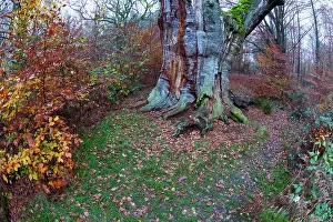 Roots: 80185943 Ancient oak tree - stem and autumn colour