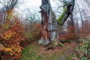Roots: 80185944 Ancient oak tree - stem and autumn colour