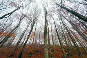 Bare: 80185945 Beech woodland - in autumn mist Hessen