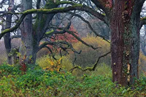 2014: 80185946 Dead Oak Trees - stems and autumn colour