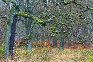 2014: 80185947 Oak Trees - stems and autumn colour Reinhardswald