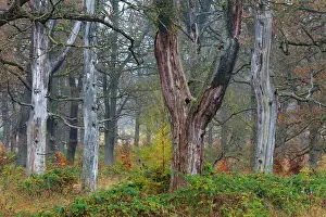2014: 80185948 Dead Oak Trees - stems and autumn colour