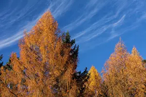 2014: 80185950 Larch Trees - in autumn colour - with cirrus