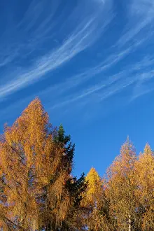2014: 80185951 Larch Trees - in autumn colour - with cirrus