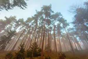 Scots: 80185952 Scotch Pine Trees - in evening autumn mist