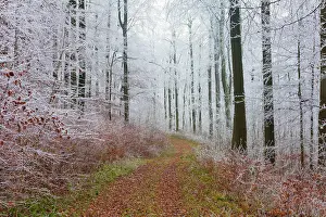 2014: 80185953 Beech Woodland - hoar frost and autumn