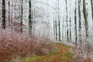 2014: 80185954 Beech Woodland - hoar frost and autumn