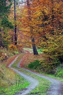 Bramwald: 80185955 Mixed Woodland - in autumn colour - and